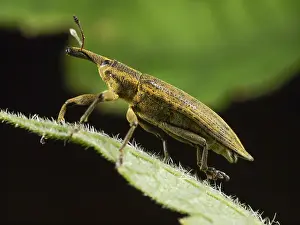 Lixus: Yellow Weevil (Lixus iridis) close-up on a leaf