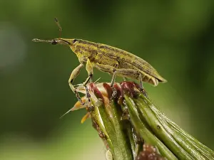 Lixus: Yellow Weevil (Lixus iridis) walking on a plant