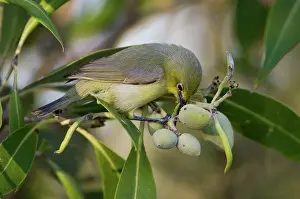 Zosterops: Yellow White-eye - foraging among mangrove fruits