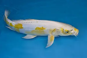 Carp: Yellow and white koi carp in an turquoise water
