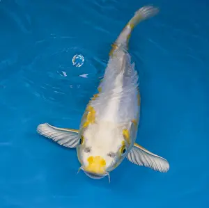 Carp: Yellow and white koi carp in an turquoise water