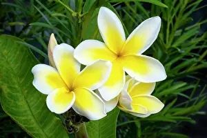 Engelbrecht: Yellow and white plumeria