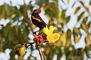 Cacicus: Yellow-winged Cacique