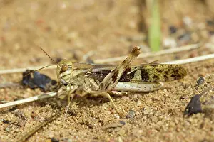 Locust: Yellow-winged Locust