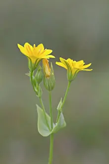 Wort: Yellow Wort