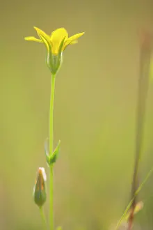 Serotina: Yellow-wort