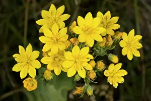 Chalk: Yellow-wort - in flower on coastal chalk downland