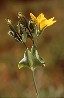 Wort: YELLOW WORT - flower head
