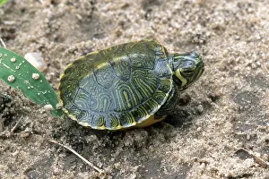 Trachemys: Yellowbelly Slider Hatchling