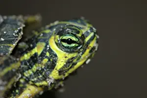 Emydidae: Yellowbelly Slider hatchling