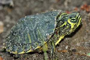 Emydidae: Yellowbelly Slider hatchling