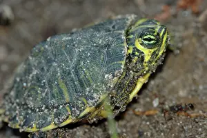 Emydidae: Yellowbelly Slider hatchling