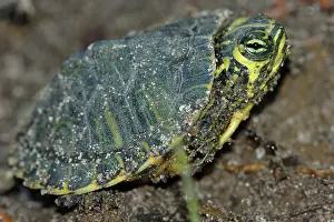 Emydidae: Yellowbelly Slider hatchling