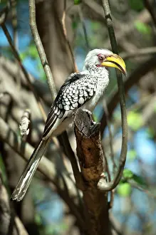Hornbill: Yellowbilled Hornbill - Kruger National Park, Transvaal