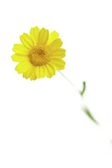 Marguerite: Yellowchamomile