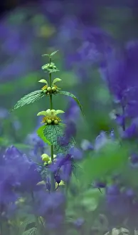 Final: Yellowdeadnettle