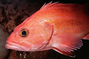 Rockfish: Yelloweye Rockfish