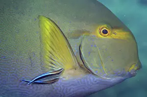 Cleaning: Yellowfin Surgeonfish