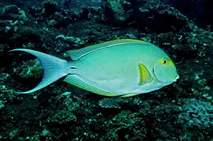 Note: Yellowfin Surgeonfish - note caudal spine