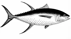 Tunas: Yellowfin Tuna