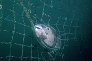 Victims: Yellowfin TUNA - Caught in net