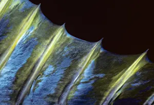 Dorsal: Yellowfin Tuna Fin JC9998 Jeffrey Rotman / Science Source
