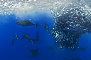 Colias: Yellowfin Tunas (Thunnus albacares) eating Atlantic