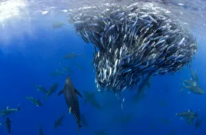 Colias: Yellowfin Tunas (Thunnus albacares) hunting Atlantic