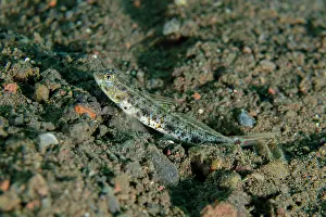 Goby: Yellowfoot Shrimpgoby