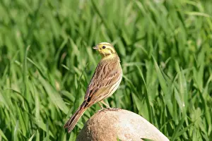 Yellowhammers: Yellowhammer