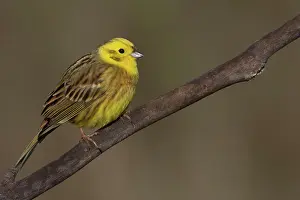 Yellowhammer: Yellowhammer