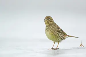 Yellowhammer: Yellowhammer