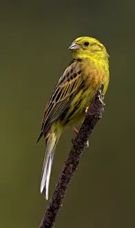 Yellowhammer: Yellowhammer