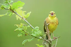 Yellowhammer: Yellowhammer