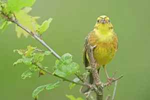 Yellowhammer: Yellowhammer