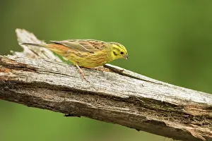 Yellowhammer: Yellowhammer