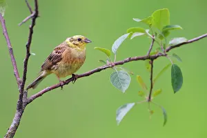 Yellowhammer: Yellowhammer