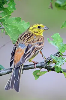 Yellowhammer: Yellowhammer