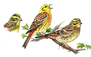 Yellowhammer: Yellowhammer