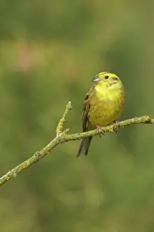 Yellowhammer: Yellowhammer