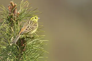 Yellowhammer: Yellowhammer