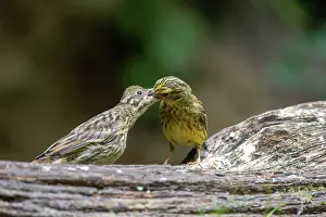 Sparrow: YELLOWHAMMER