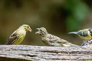 Sparrow: YELLOWHAMMER