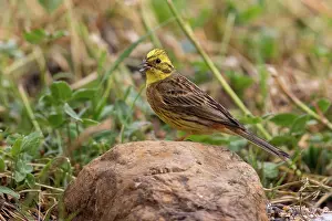 Passereau: Yellowhammer