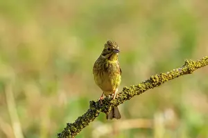 Passereau: Yellowhammer