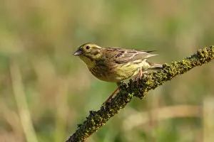 Passereau: Yellowhammer