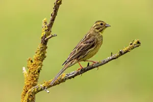 Passereau: Yellowhammer