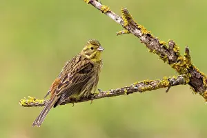 Passereau: Yellowhammer