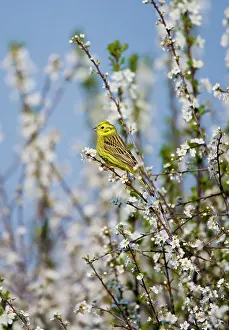 Yellowhammer: Yellowhammer - adult male