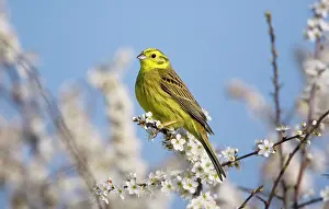 Yellowhammer: Yellowhammer - adult male - perched on white blossom